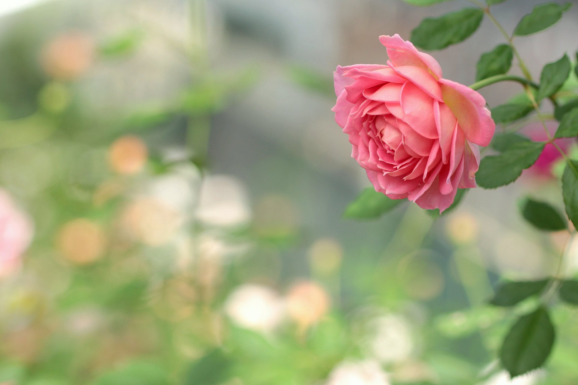 цветок роза размытость бесплатно