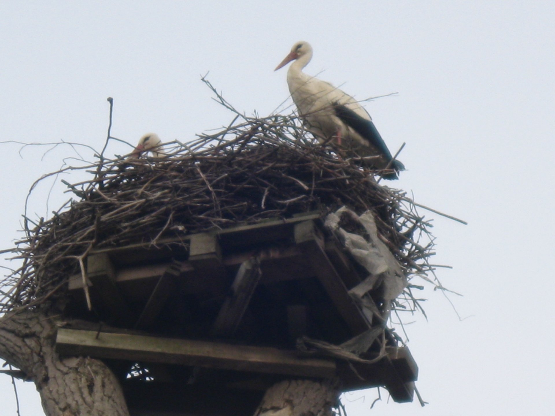 White stork standing on a large nest atop a wooden platform against a pale sky — 2K Quad HD PC desktop wallpaper/background.