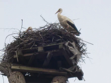 White stork standing on a large nest atop a wooden platform against a pale sky — 2K Quad HD PC desktop wallpaper/background.