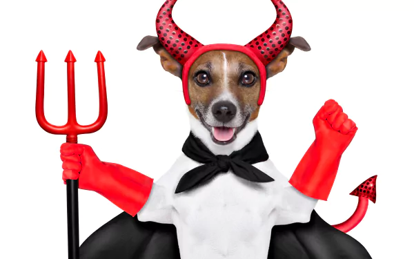 Animal jack russell terrier HD Desktop Wallpaper | Background Image