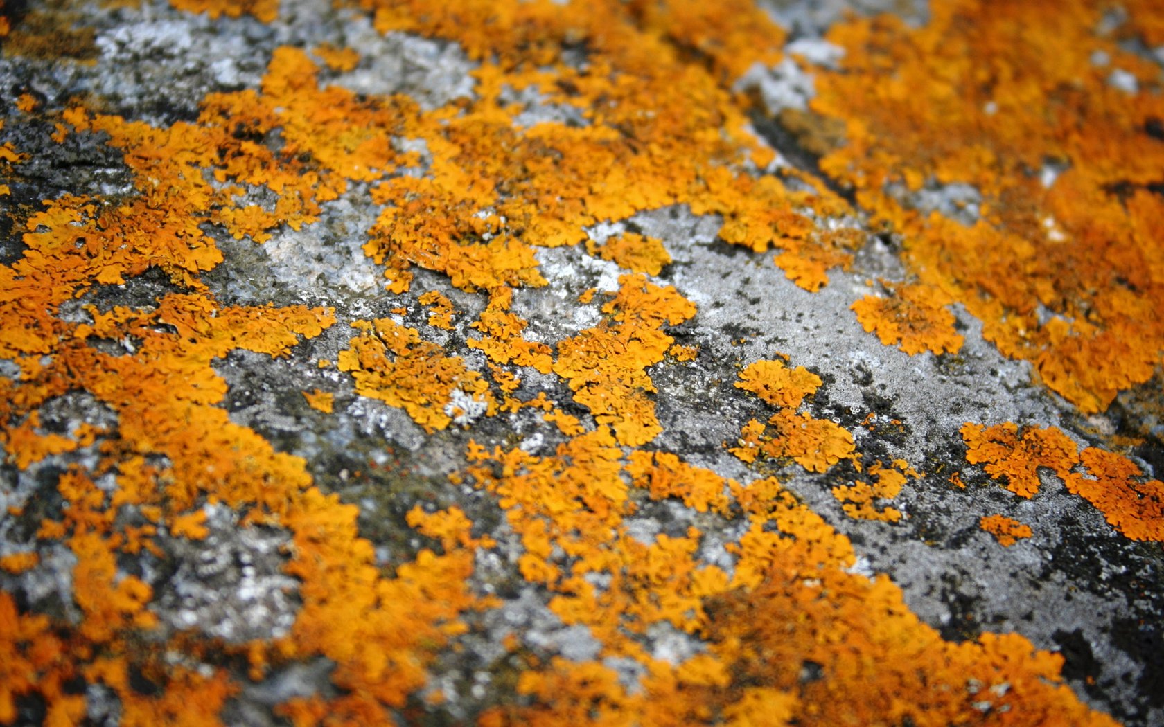 Close-up photography of a textured floor surface featuring vibrant orange and gray patches, designed as an HD PC desktop wallpaper and background.