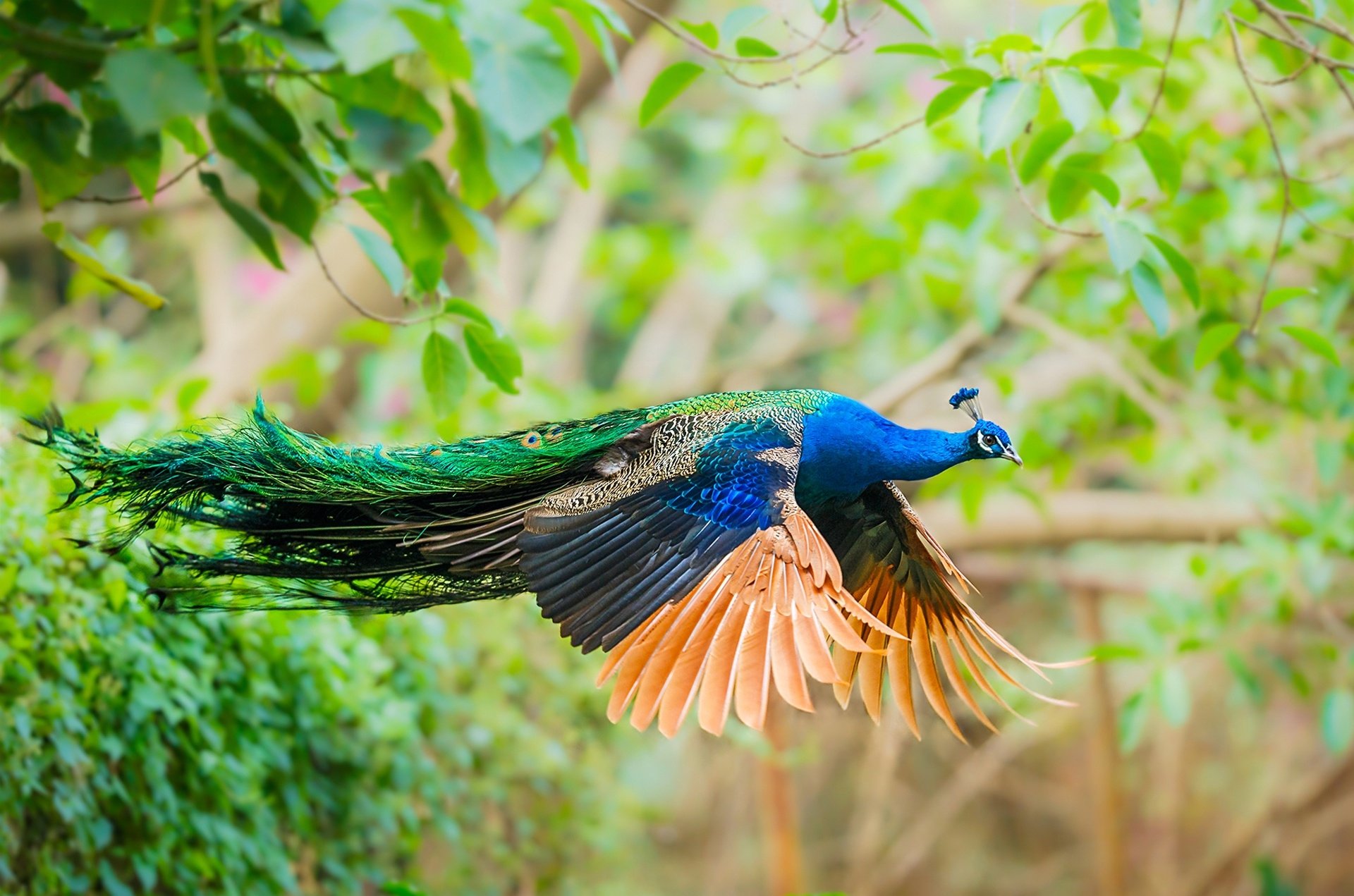 Peacock HD Wallpaper | Background Image | 1920x1271 | ID ...