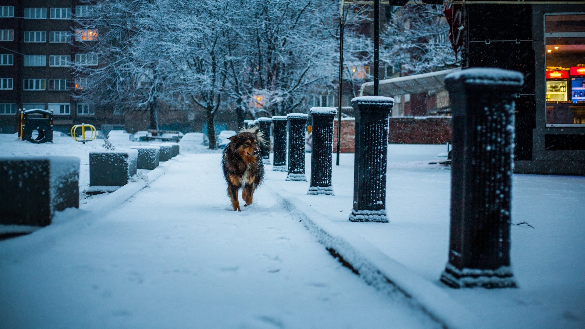 HD desktop wallpaper of a dog walking through a snowy, cold winter urban scene with snow-covered trees and buildings in the background.