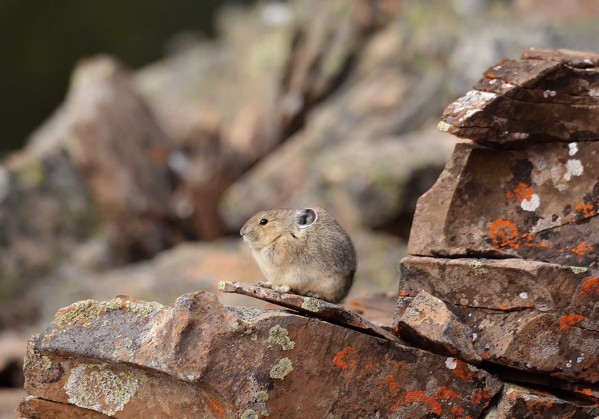 HD desktop wallpaper of a small rodent mouse perched on rocky terrain with a blurred natural background.