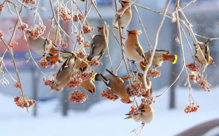 HD desktop wallpaper of bohemian waxwings perched on snow-covered branches in winter, showcasing the bird's distinctive plumage and vibrant accents against a snowy backdrop.