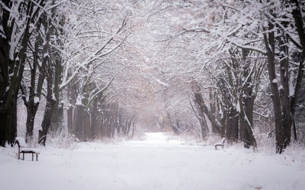 Photography Park Bench Tree-Lined Tree Winter Snow Path HD Wallpaper | Background Image