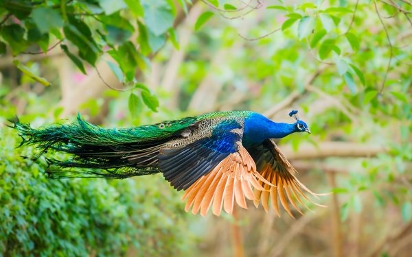 Animal Peacock Birds Bird Colorful HD Wallpaper | Background Image
