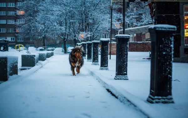 Animal Dog Dogs Snow Winter Cold White HD Wallpaper | Background Image