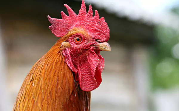 Animal rooster HD Desktop Wallpaper | Background Image
