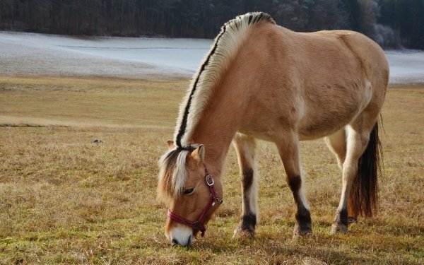 Animal Horse Pony HD Wallpaper | Background Image