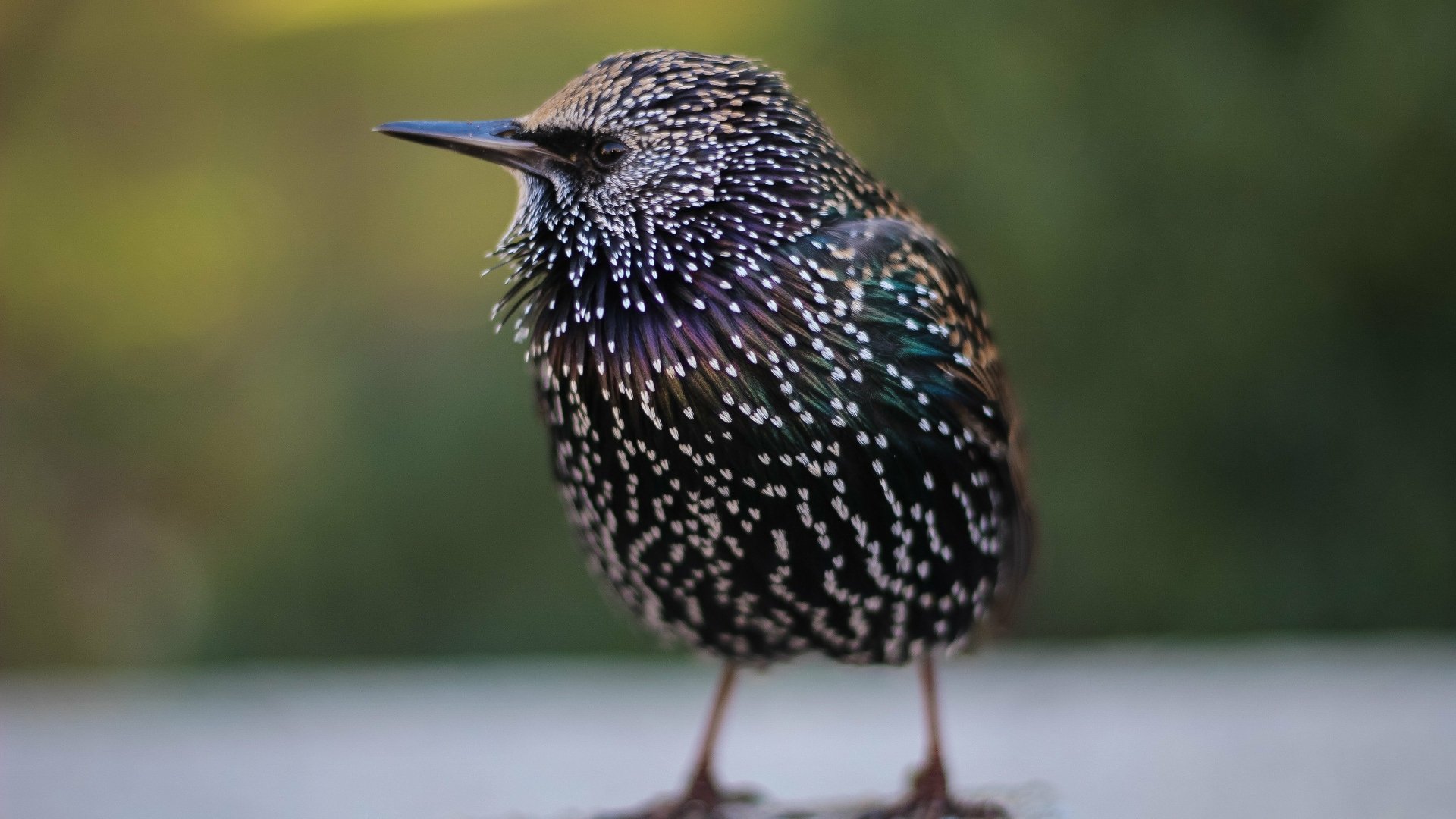 Download Feather Animal Starling 4k Ultra HD Wallpaper