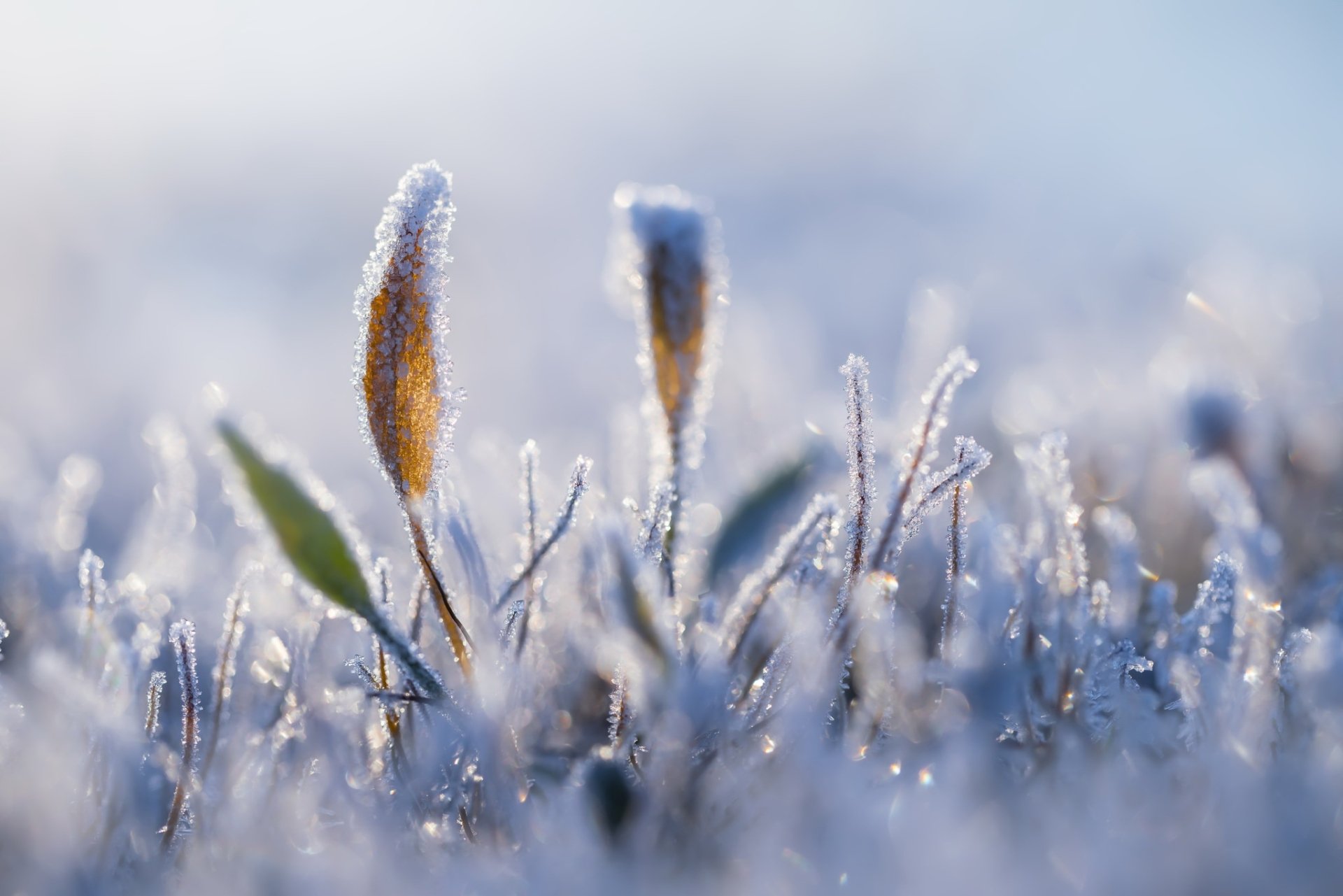 HD desktop wallpaper featuring a close-up of frost-covered plants in a serene winter landscape, capturing nature’s frozen beauty in vivid detail.