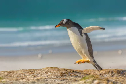 HD desktop wallpaper featuring a penguin captured with depth of field, standing on a rocky shore with a blurred ocean background.