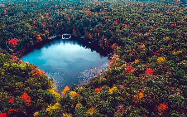 Earth Lake Lakes Forest Tree Fall Aerial HD Wallpaper | Background Image
