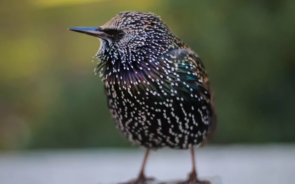 Close-up 4K Ultra HD image of a starling bird with detailed iridescent feathers, set against a softly blurred natural background.