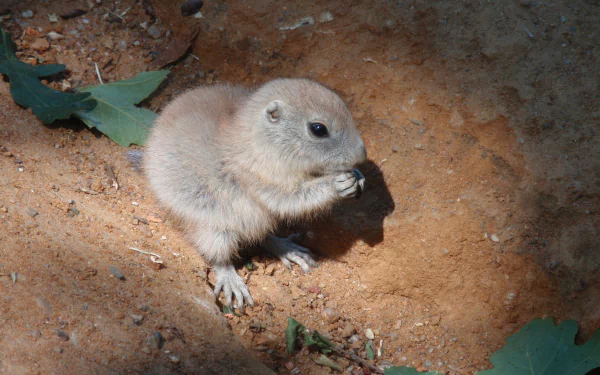  Cute baby Prairie Dog in a zoo