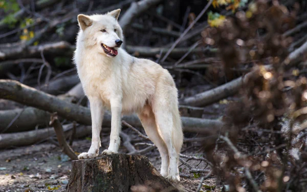 A white wolf stands alert on a tree stump in a forest setting, captured in this HD PC desktop wallpaper showcasing the animal's natural beauty.