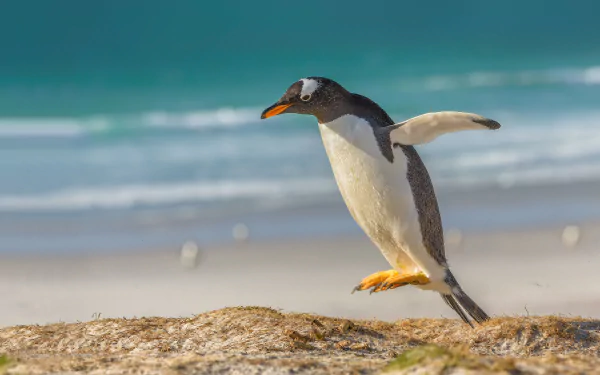 HD desktop wallpaper featuring a penguin captured with depth of field, standing on a rocky shore with a blurred ocean background.