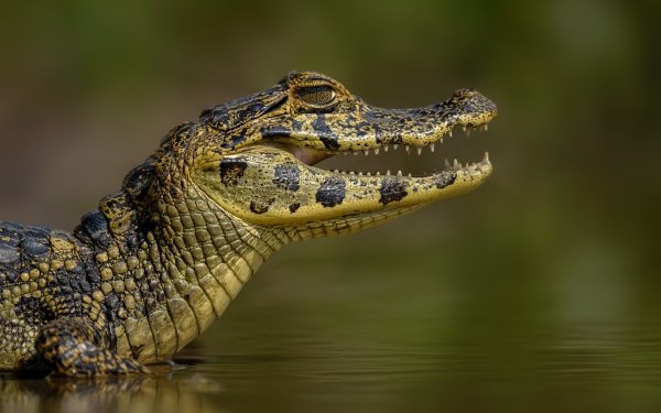 Animal Caiman Reptile HD Wallpaper | Background Image