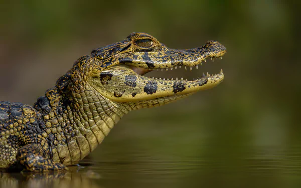  Spectacled caiman