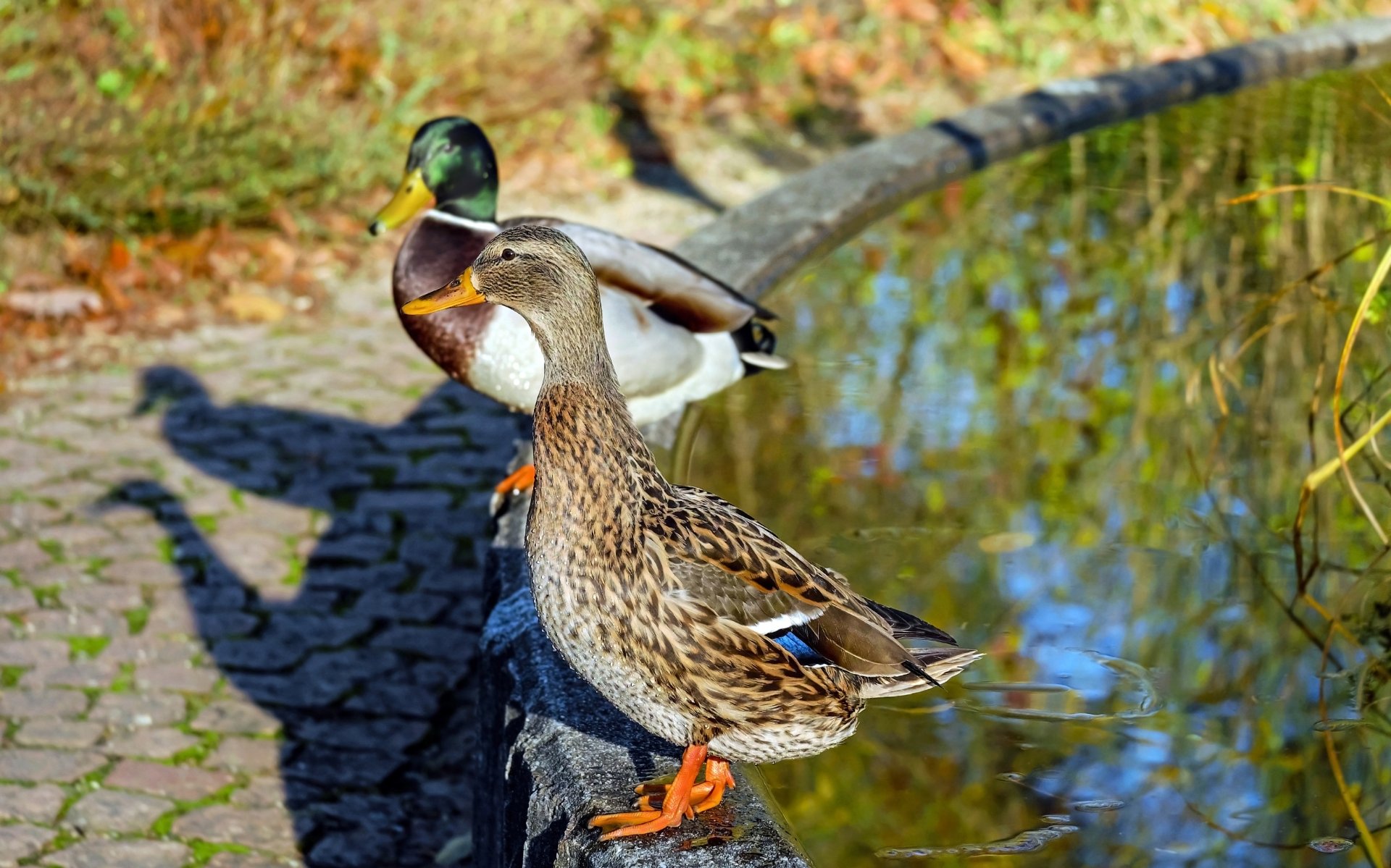 Close-up sunny shot of mallard ducks by a pond, bird/animal detail in vibrant colors — 4K Ultra HD PC desktop wallpaper/background.