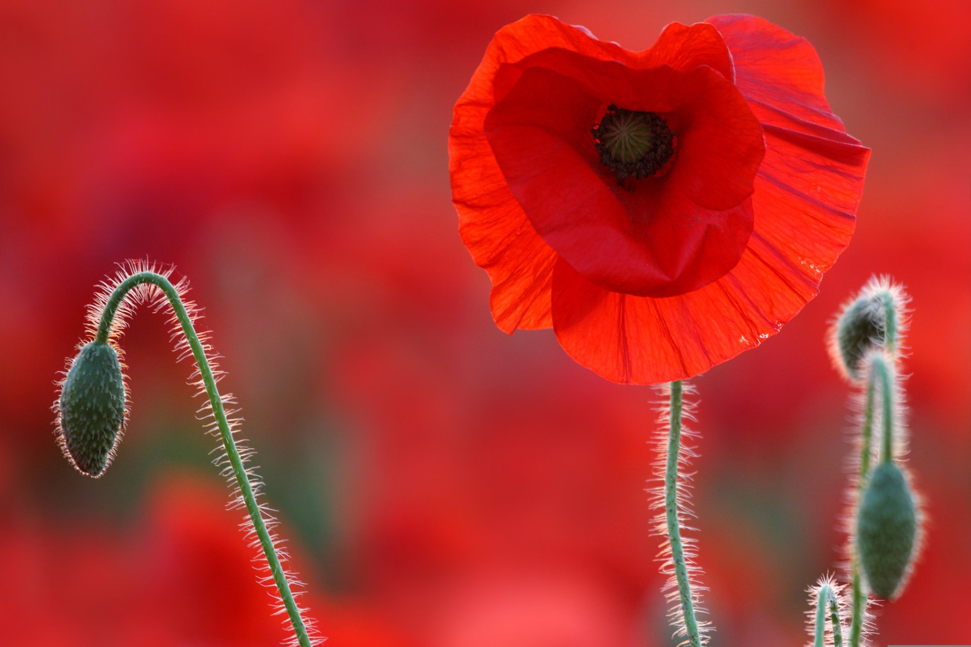 Poppy HD Wallpaper