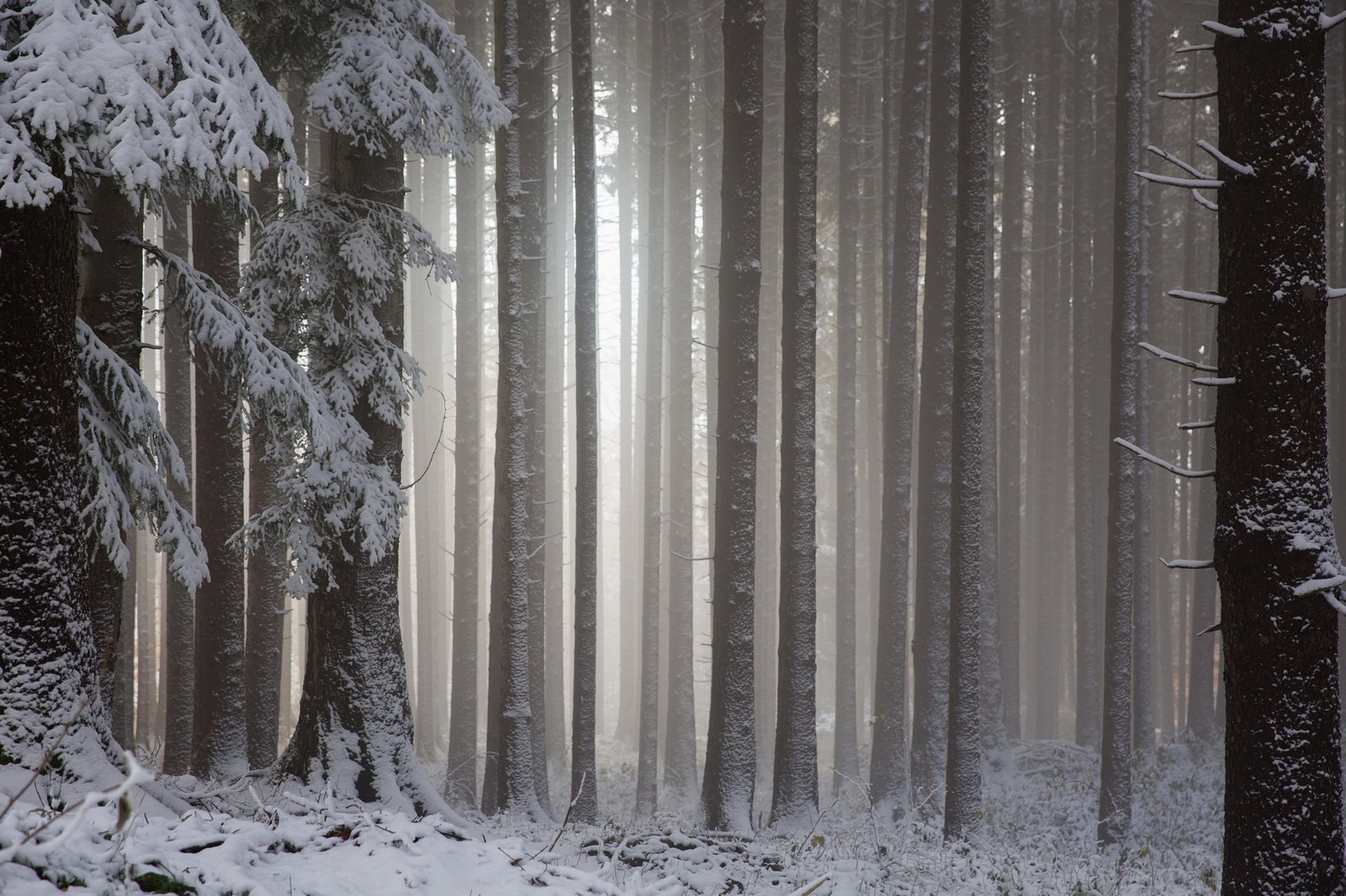 HD winter forest wallpaper showing snow-covered trees amid dense fog, capturing a serene and quiet natural landscape.