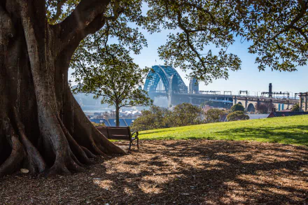 A peaceful park scene in Sydney with a large tree and empty bench overlooking the iconic Sydney Harbour Bridge, captured in 4K Ultra HD.
