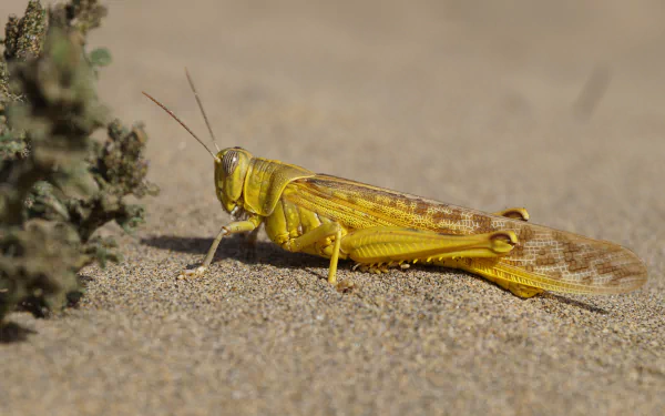  Desert locust, (Schistocerca gregaria)