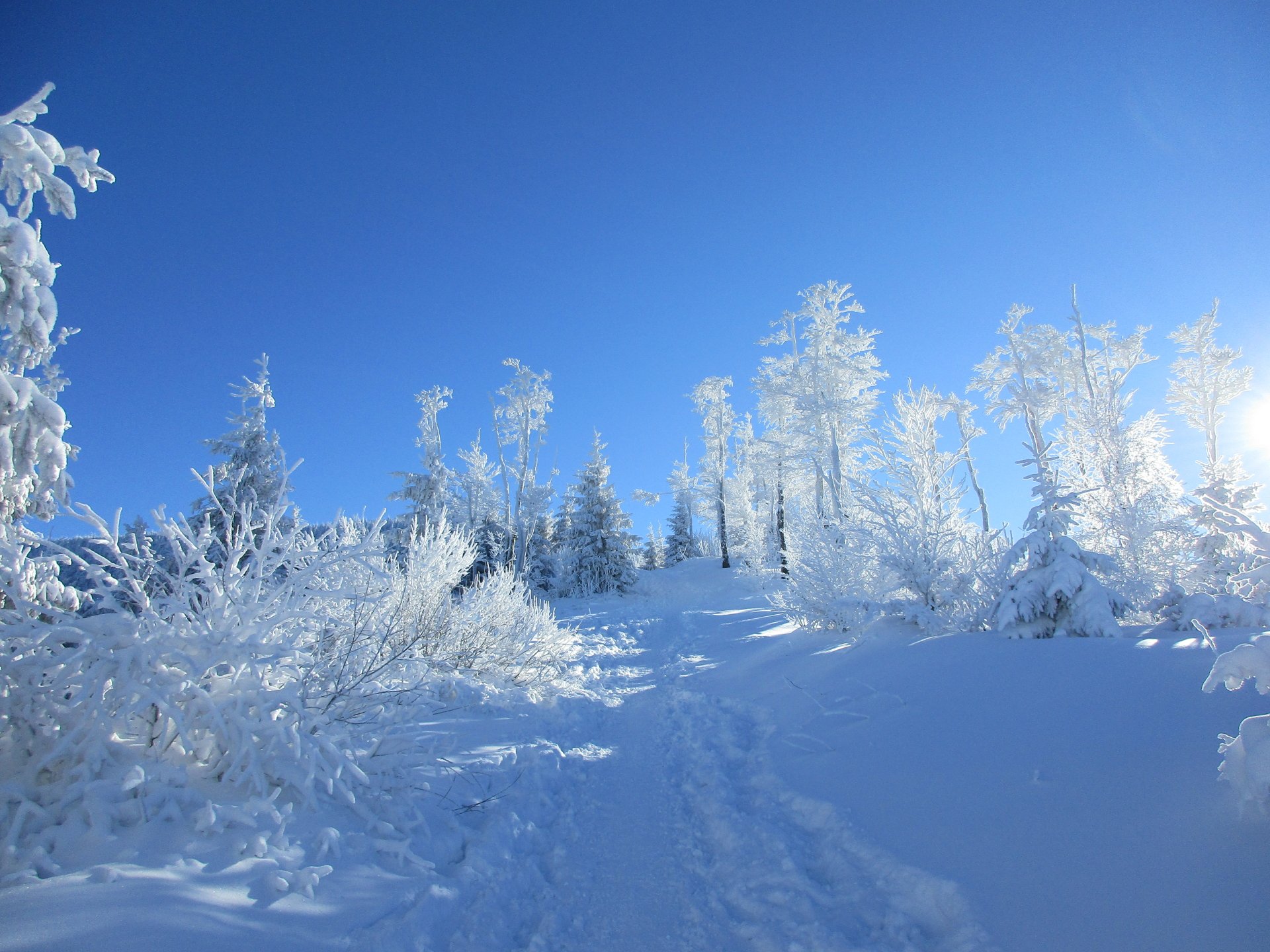 Winter nature scene: sunlit snow-laden trees and a snowy path beneath a vivid blue sky — 5K Ultra HD PC desktop wallpaper/background.