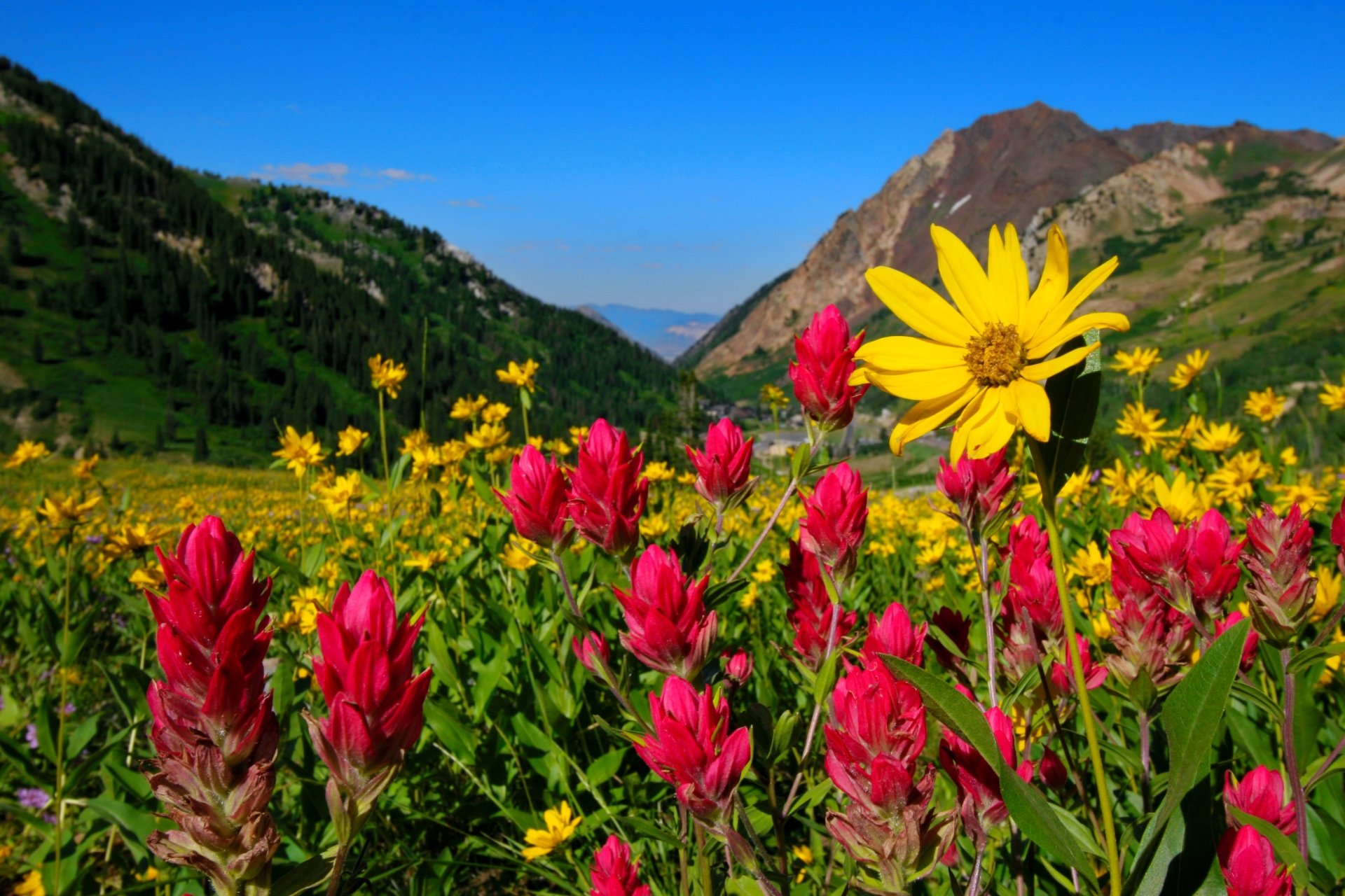 Download Pink Flower Yellow Flower Forest Mountain Nature Flower HD