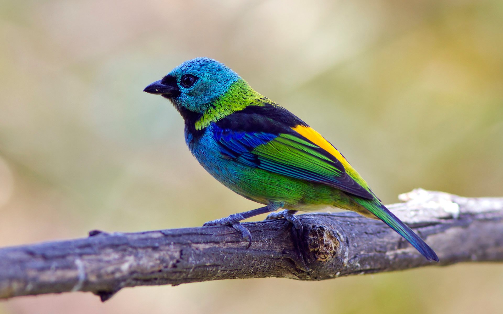 A vibrant tanager bird perched on a branch, showcased in an HD PC desktop wallpaper and background with soft, blurred natural tones.