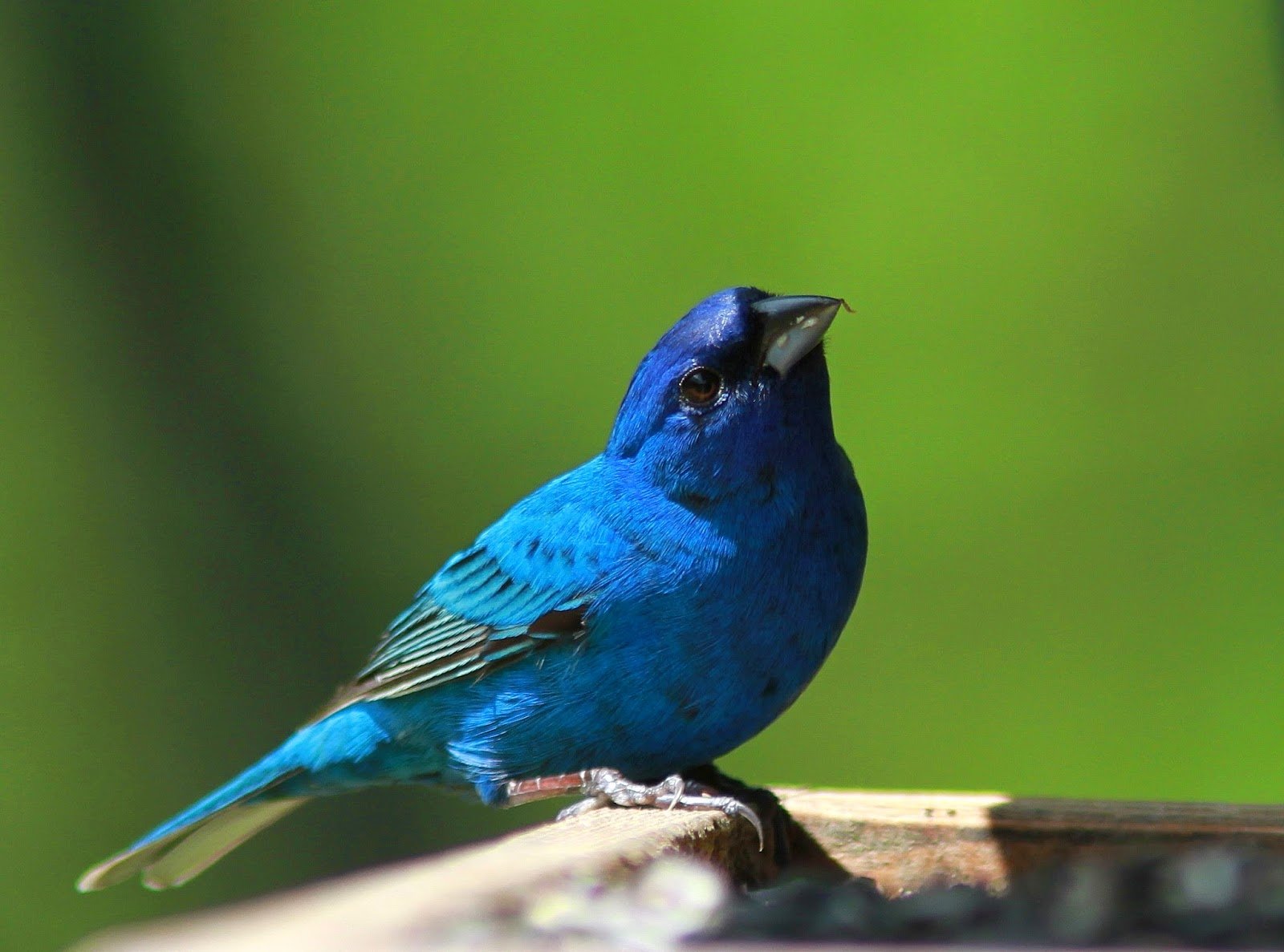 Indigo Bunting Wallpaper