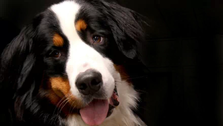 HD desktop wallpaper close-up of a Bernese Mountain Dog (Sennenhund) face and muzzle, tongue out, expressive eyes in an animal portrait against a dark background.