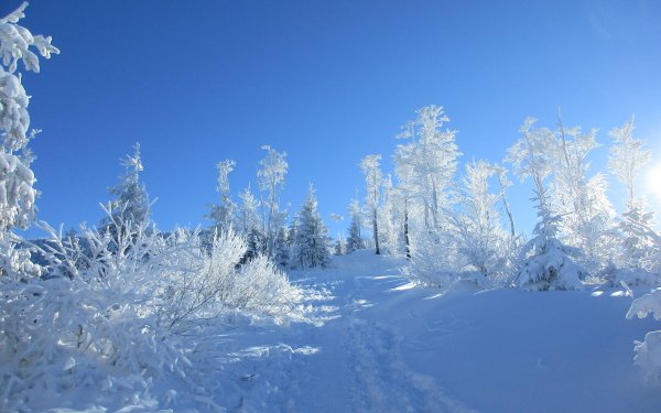 Nature Winter HD Wallpaper | Background Image