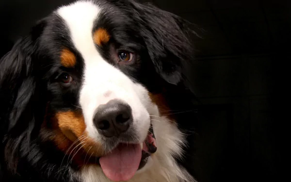 HD desktop wallpaper close-up of a Bernese Mountain Dog (Sennenhund) face and muzzle, tongue out, expressive eyes in an animal portrait against a dark background.