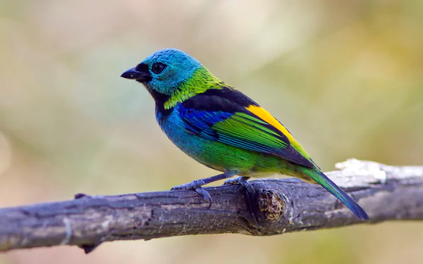 bird Animal tanager HD Desktop Wallpaper | Background Image