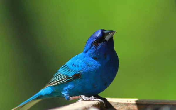 blue bird Animal Indigo Bunting HD Desktop Wallpaper | Background Image
