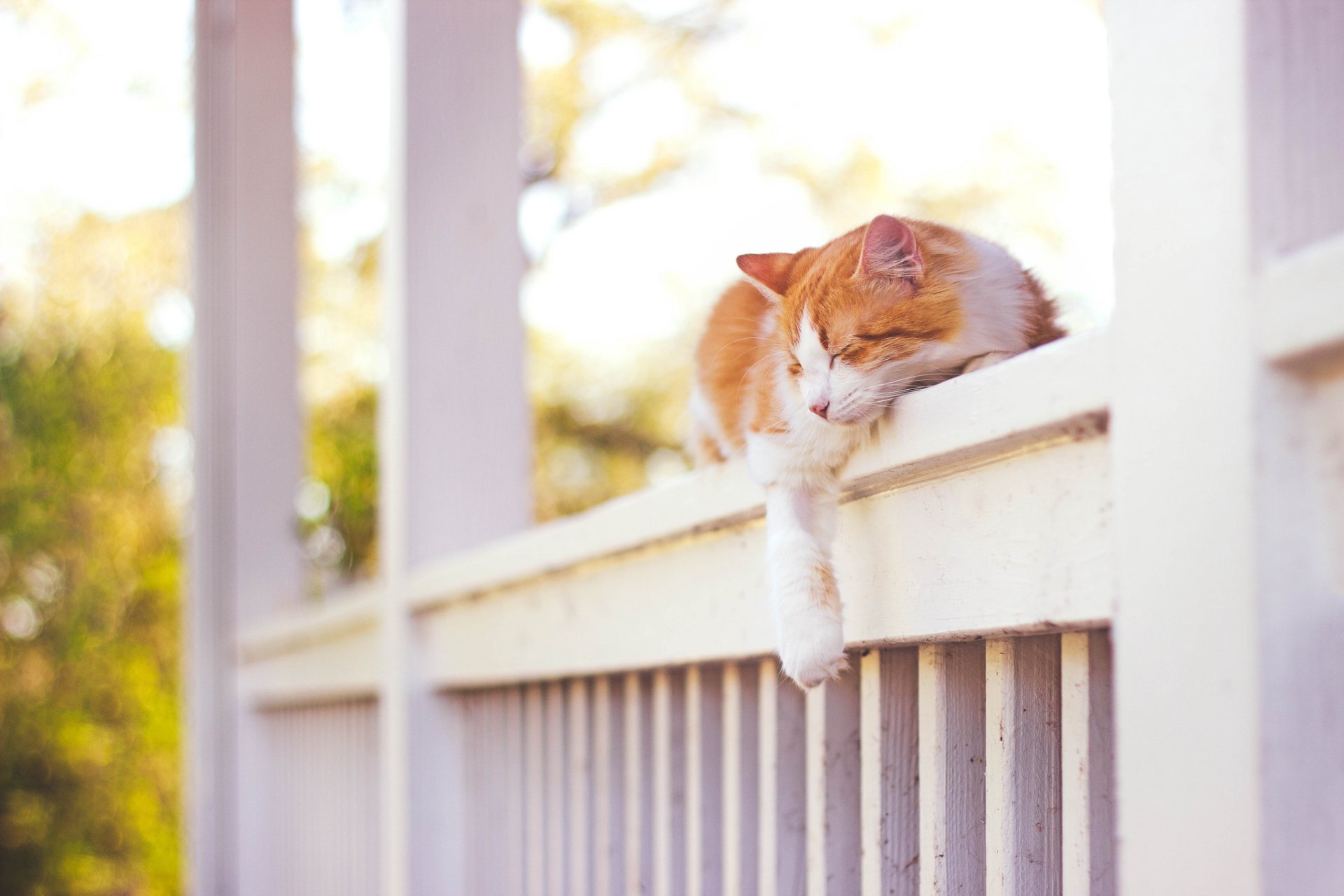 A peaceful orange and white cat sleeping on a sunlit railing with a soft bokeh background, captured in vivid HD for a serene desktop wallpaper.