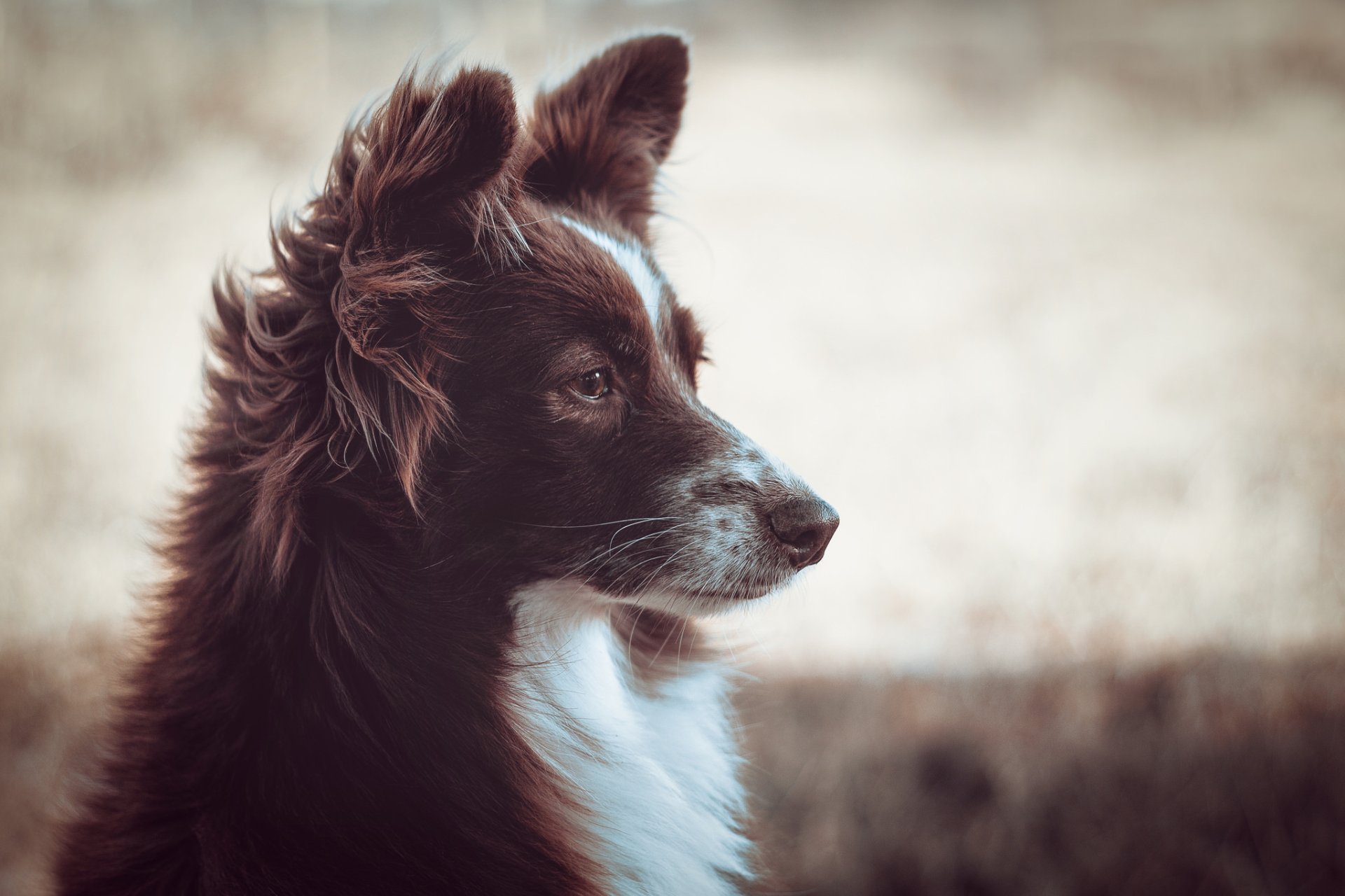 Download Blur Muzzle Dog Animal Australian Shepherd HD Wallpaper by Olizwell
