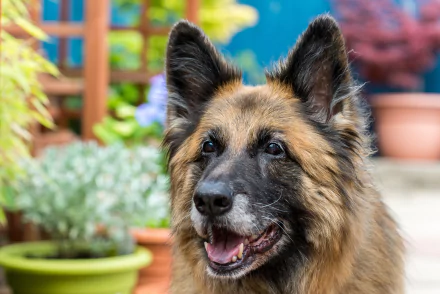 Close-up of a German Shepherd dog muzzle and face, a friendly animal with warm brown coat against a blurred potted-plant background — HD PC desktop wallpaper.