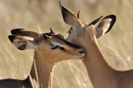 Impala Black-faced Impala love Animal HD Desktop Wallpaper | Background Image