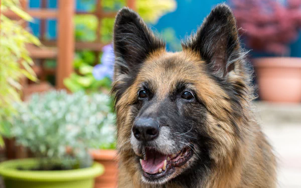 Close-up of a German Shepherd dog muzzle and face, a friendly animal with warm brown coat against a blurred potted-plant background — HD PC desktop wallpaper.