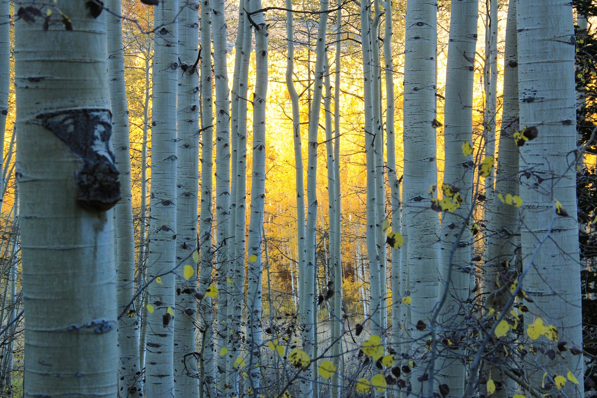 Download Colorado Fall Forest Tree Nature Birch HD Wallpaper