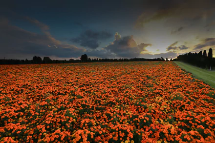 A serene nature scene featuring a field of vibrant orange marigold flowers at sunset, bordered by a pathway on the right. The sky displays dramatic clouds as twilight descends. Suitable as a HD desktop wallpaper.