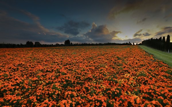 Earth Marigold Flowers Nature Flower Orange Flower Path HD Wallpaper | Background Image