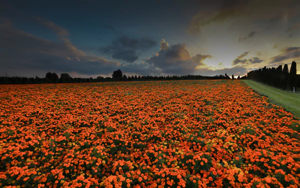 A serene nature scene featuring a field of vibrant orange marigold flowers at sunset, bordered by a pathway on the right. The sky displays dramatic clouds as twilight descends. Suitable as a HD desktop wallpaper.