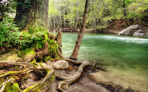 A serene HD desktop wallpaper featuring the intricate roots of a tree by a tranquil river in a lush, natural setting.