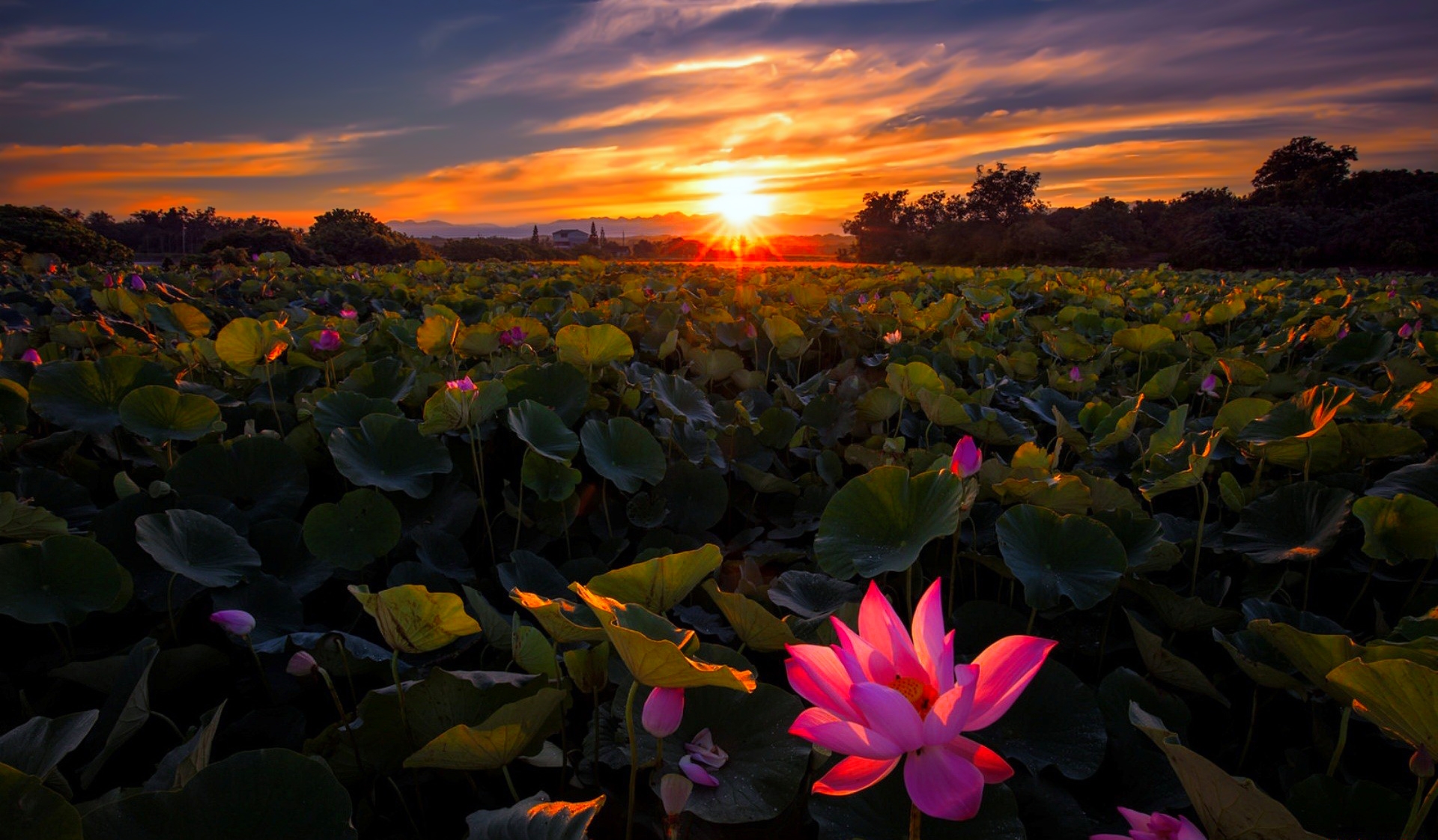 Field of Lotus Flowers HD Wallpaper | Background Image ...