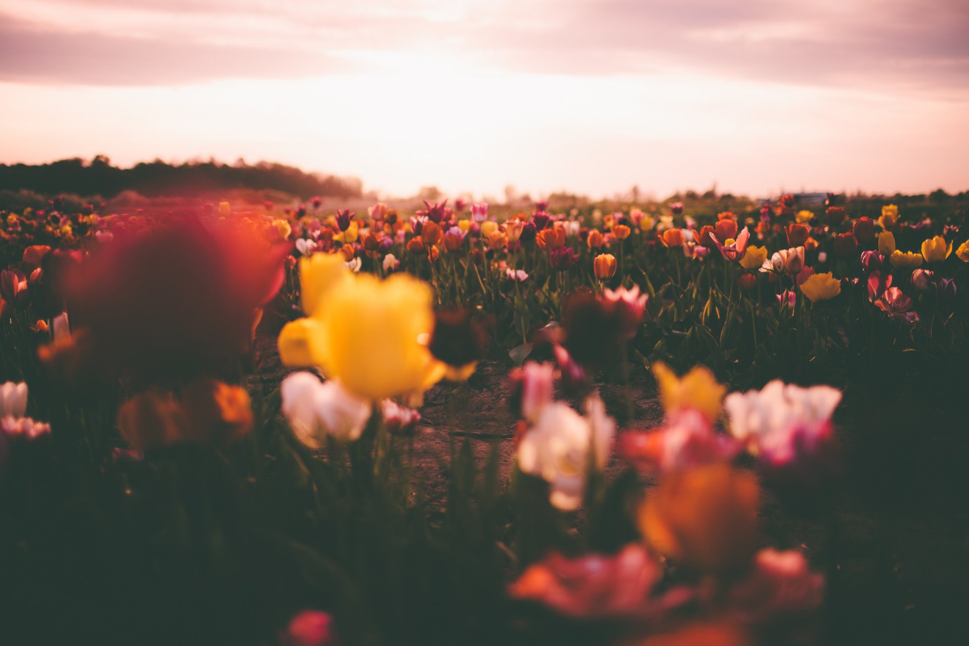 Download Field Sunset Nature Flower Tulip HD Wallpaper | 2048x1365 ...